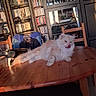 cat, fluffy, table, wooden_table, indoor, furniture, cabinet, glass_cabinet, bookshelf, books, warm_light, tongue_out, pet, cozy, relaxed, cream_colored, chair, backpack, household, living_room