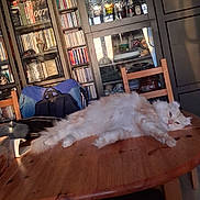 Touffu participe au concours pour gagner de l'argent avec cette photo : cat, table, wooden_table, furniture, indoor, cabinet, bookshelf, books, cds, glassware, chair, fluffy_cat, relaxed, pet, domestic, light, shadow, living_room, orange_cat, orange_eyes