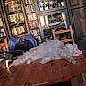 cat, table, wooden_table, furniture, indoor, cabinet, bookshelf, books, cds, glassware, chair, fluffy_cat, relaxed, pet, domestic, light, shadow, living_room, orange_cat, orange_eyes