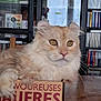 books, bookshelf, cardboard_box, cat, cds, closeup, curious, domestic, feline, fluffy, fur, home, indoor, orange_cat, paw, pet, relaxed, table, wooden_table, yellow_eyes