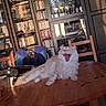 Touffu participe au concours pour gagner de l'argent avec cette photo : cat, yawning, fluffy, table, wooden_table, bookshelf, glass_cabinet, indoor, furniture, chair, backpack, books, home, cozy, relaxed, pet, animal, living_room, sunlight, mouth_open