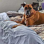 Boog joined the competition — help win amazing prizes! dog, bed, blanket, pillow, indoor, brown_dog, muzzle, ears, furniture, lamp, bedroom, pet, resting, looking_at_camera, cozy, blanket_texture, table, cup, photo_frame, medicine_bottles