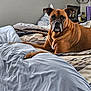 dog, bed, blanket, pillow, indoor, brown_dog, muzzle, ears, furniture, lamp, bedroom, pet, resting, looking_at_camera, cozy, blanket_texture, table, cup, photo_frame, medicine_bottles