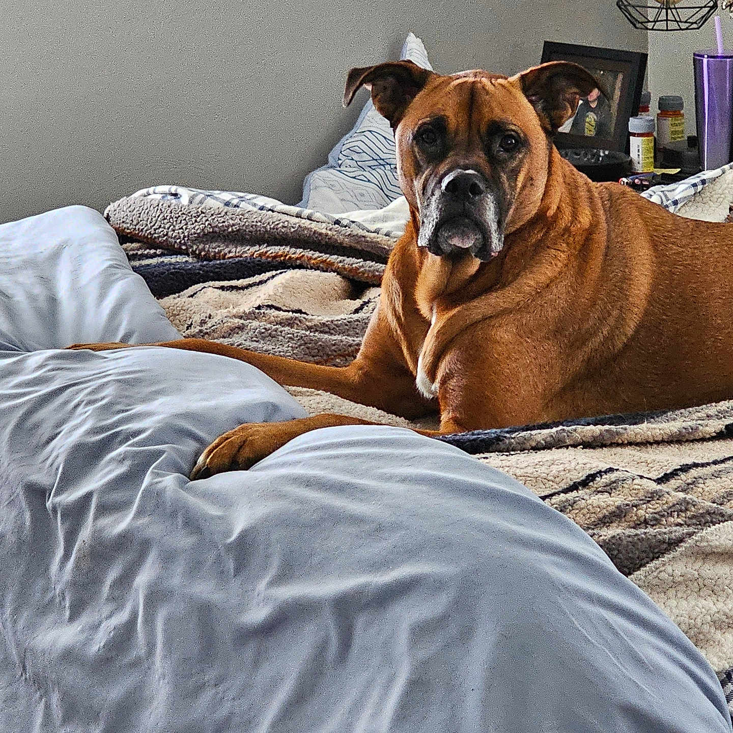 Boog joined the competition — help win amazing prizes! bed, bedroom, blanket, blanket_texture, brown_dog, cozy, cup, dog, ears, furniture, indoor, lamp, looking_at_camera, medicine_bottles, muzzle, pet, photo_frame, pillow, resting, table