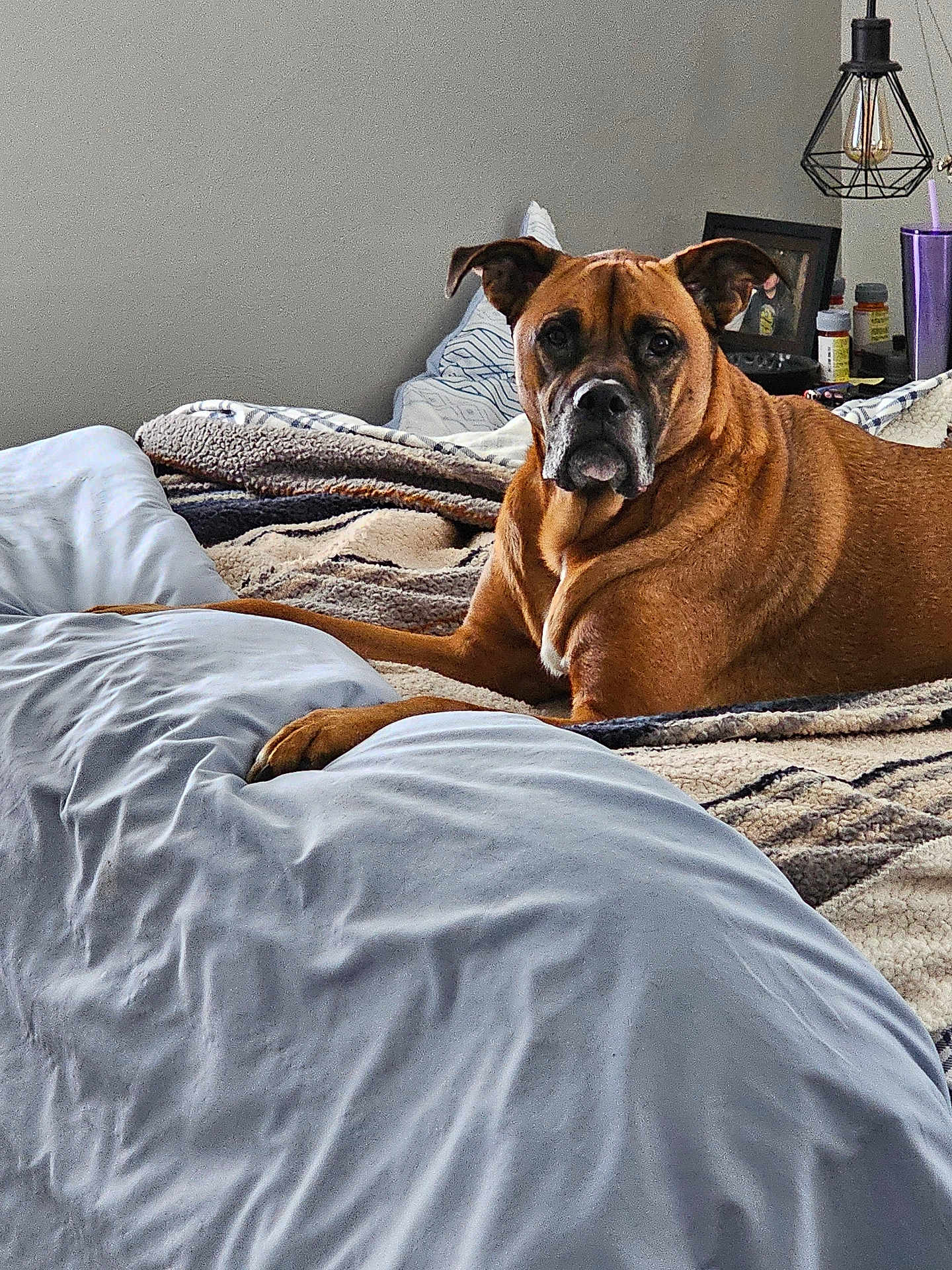 Boog joined the competition — help win amazing prizes! dog, bed, blanket, pillow, indoor, brown_dog, muzzle, ears, furniture, lamp, bedroom, pet, resting, looking_at_camera, cozy, blanket_texture, table, cup, photo_frame, medicine_bottles