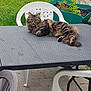 cat, tabby, outdoor, table, plastic_chair, garden, greenery, plant_pot, patio, relaxed, feline, fur, striped, animal, pet, resting, looking, nature, daylight, backyard