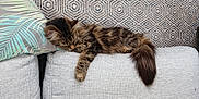 Nala a rejoint le concours — aidez-le/la à gagner de superbes lots ! cat, tabby_cat, sleeping, couch, pillow, patterned_wall, indoor, furniture, relaxation, fur, tail, paw, home, cozy, pet, domestic_animal, resting, comfortable, gray, brown
