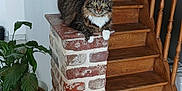 Cristal participe au concours pour gagner de l'argent avec cette photo : cat, tabby_cat, white_paws, brick_pillar, wooden_stairs, indoor, plant, potted_plant, green_leaves, floor_tiles, railing, resting, pet, feline, houseplant, home_interior, stairs, wood, relaxed, cozy