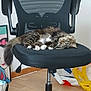 Cristal a rejoint le concours — aidez-le/la à gagner de superbes lots ! cat, tabby, sleeping, chair, office_chair, indoor, furniture, floor, poster, colorful, relaxing, pet, animal, fur, paw, tail, resting, cozy, home, quiet