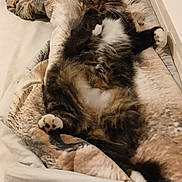 Cristal a rejoint le concours — aidez-le/la à gagner de superbes lots ! cat, fluffy, bed, blanket, cozy, relaxed, paws, fur, indoor, sleepy, cute, pet, mammal, resting, whiskers, tabby, soft, comfort, sleep, home