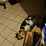 Paillette participe au concours pour gagner de l'argent avec cette photo : cat, calico, indoor, tile_floor, cardboard_box, relaxed, pet, feline, floor, box, fur, animal, domestic_cat, resting, curious, whiskers, paws, black, orange, white