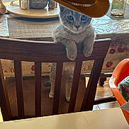 Hiro is registered to the contest to win money with this photo: cat, centerpiece, chair, cowboy_hat, curious, dining_table, feline, home_interior, indoor, kitten, looking_at_camera, mason_jar, paw, pet, placemat, plastic_tray, salt_shaker, sunlight, table, wooden_chair