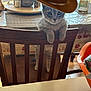 cat, centerpiece, chair, cowboy_hat, curious, dining_table, feline, home_interior, indoor, kitten, looking_at_camera, mason_jar, paw, pet, placemat, plastic_tray, salt_shaker, sunlight, table, wooden_chair