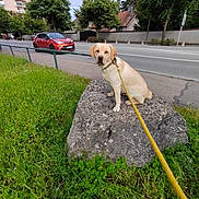 Nala participe au concours pour gagner de l'argent avec cette photo : dog, labrador_retriever, rock, leash, yellow_leash, grass, sidewalk, road, car, trees, houses, residential, railing, fence, sky, pavement, street_sign, walkway, outdoors, pet