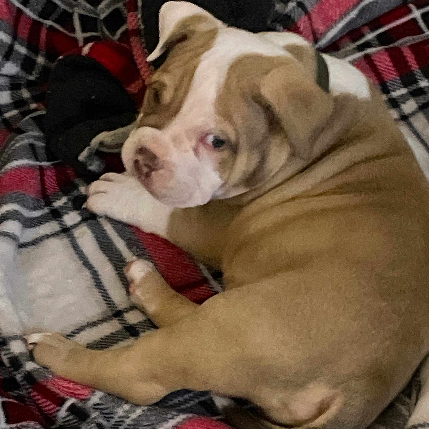 Rocco joined the competition — help win amazing prizes! animal, bed, blanket, boxer, bulldog, canine, cushion, dog, frenchbulldog, furniture, homedecor, hound, person, pet, pitbull, puppy, quilt, sleeping, snout, tartan