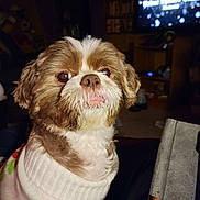 Thunder joined the competition — help win amazing prizes! animal, brown_and_white, close_up, companion, cozy, cute, cute_pet, dog, domestic, fur, furniture, indoor, living_room, pet, portrait, small_dog, sweater, television, tongue_out, warm_lighting