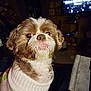 animal, brown_and_white, close_up, companion, cozy, cute, cute_pet, dog, domestic, fur, furniture, indoor, living_room, pet, portrait, small_dog, sweater, television, tongue_out, warm_lighting