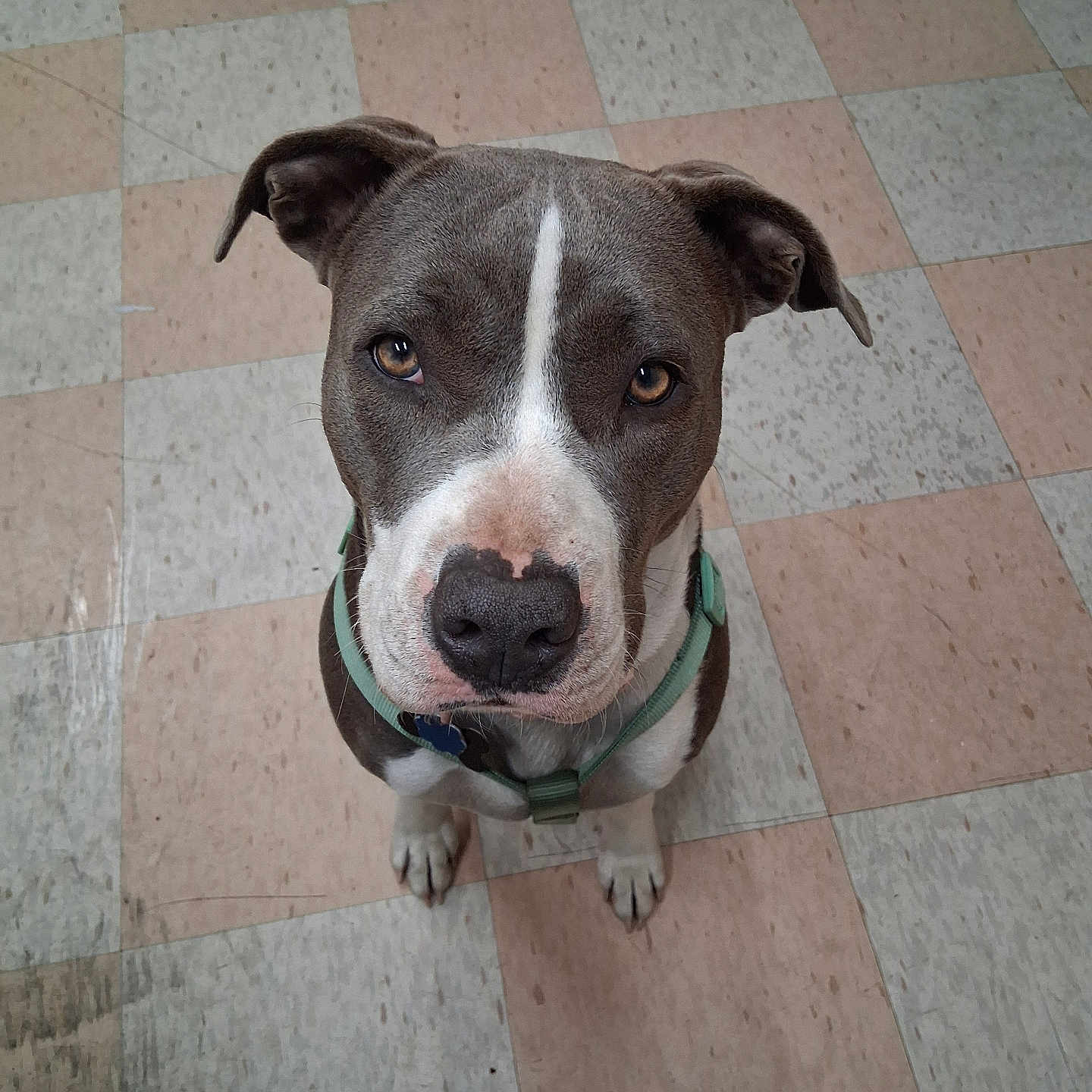 Elaine joined the competition — help win amazing prizes! animal, brown, canine, checkered_floor, collar, cute, dog, domestic_animal, ears, expression, face, floor, fur, indoor, looking_up, nose, pet, sitting, waiting, white