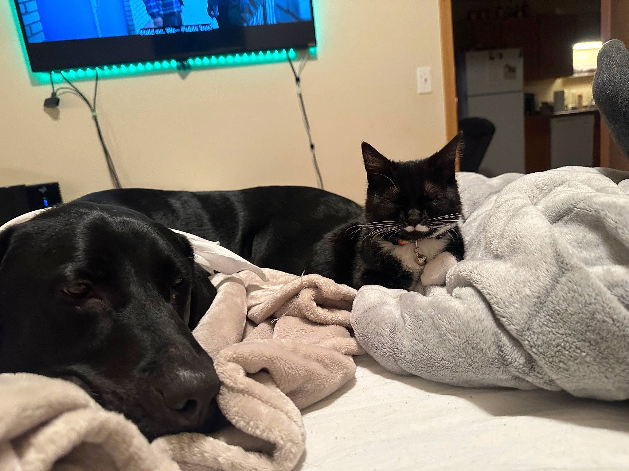 Olive joined the competition — help win amazing prizes! bed, carnivore, cat, comfort, companion_dog, dog, domestic_short_haired_cat, felidae, flooring, fur, grey, houseplant, living_room, picture_frame, room, small_to_medium_sized_cats, television, vertebrate, whiskers, working_animal