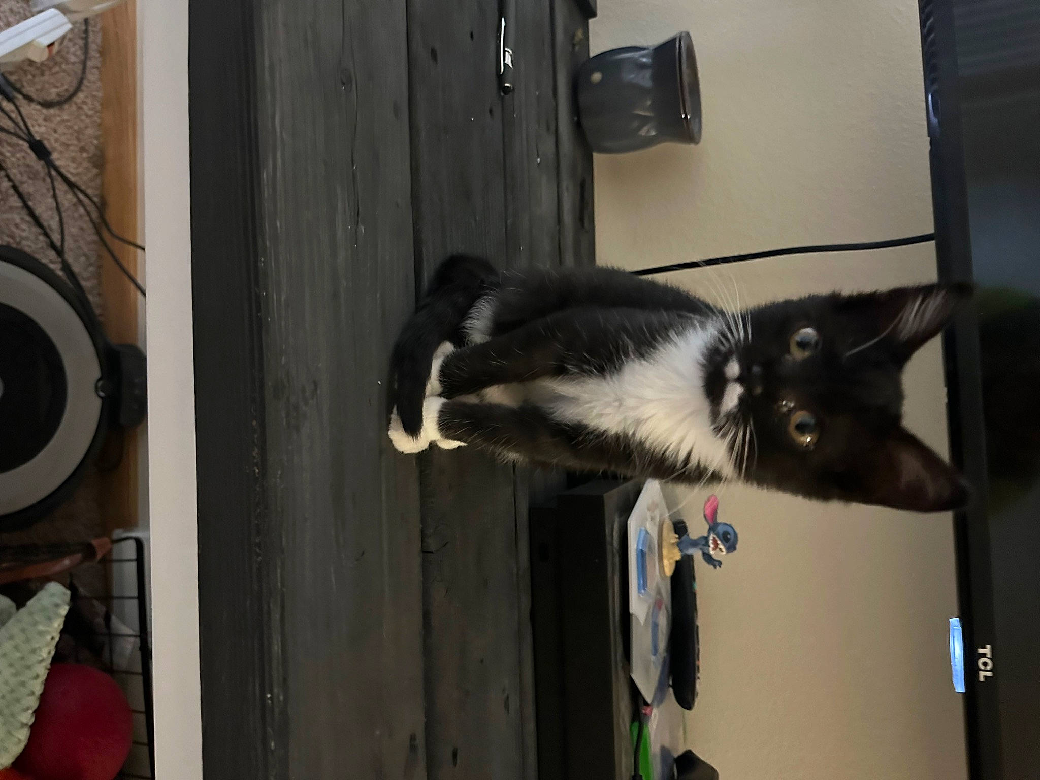 Olive joined the competition — help win amazing prizes! carnivore, cat, domestic_short_haired_cat, felidae, fur, room, small_to_medium_sized_cats, snout, tail, terrestrial_animal, whiskers, wood