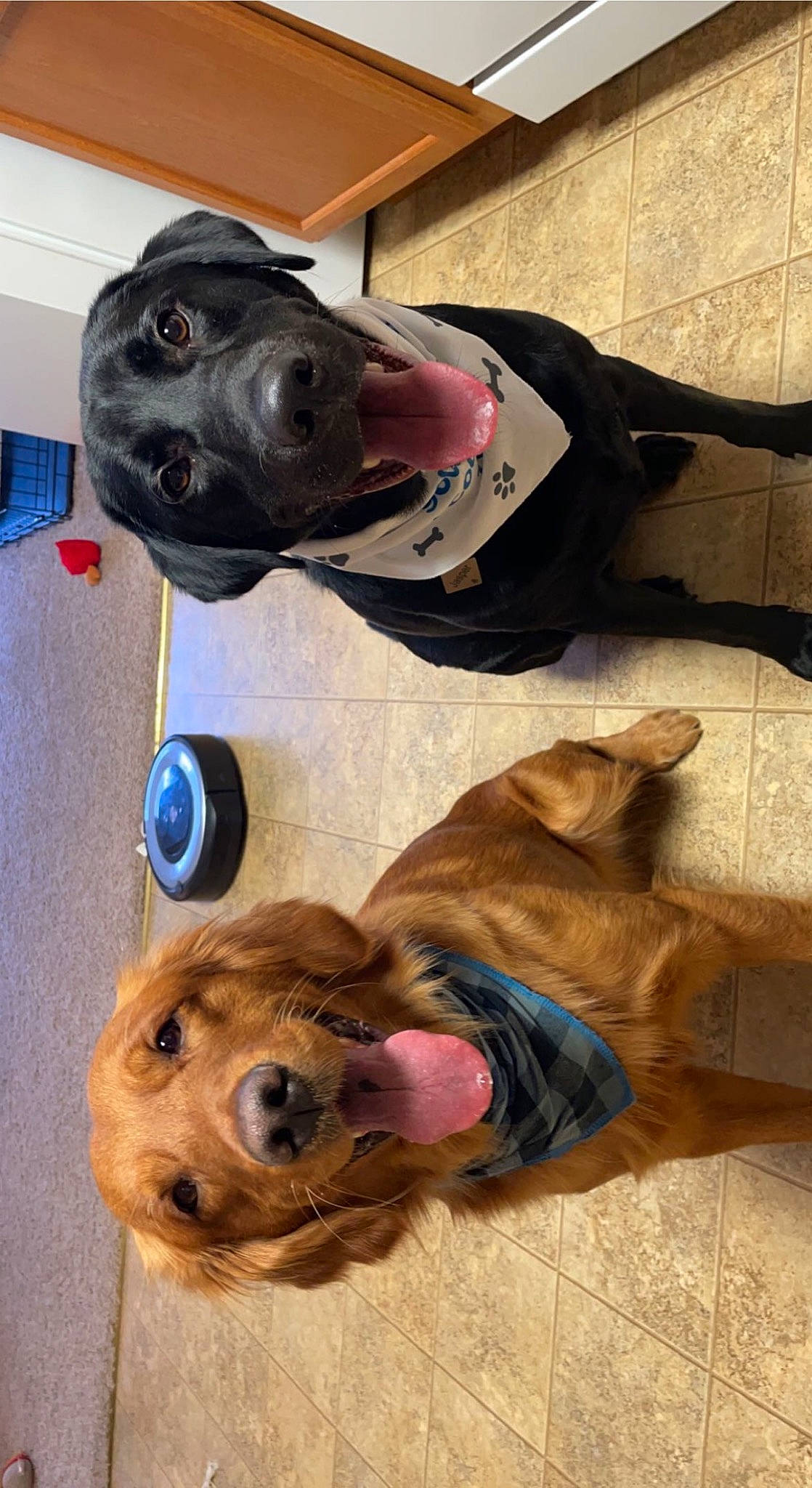 Jasper is registered to the contest to win money with this photo: canidae, carnivore, collar, companion_dog, dog, dog_breed, dog_collar, dog_supply, fawn, flooring, fur, leash, liver, natural_material, non_sporting_group, personal_protective_equipment, pet_supply, snout, sporting_group, working_animal