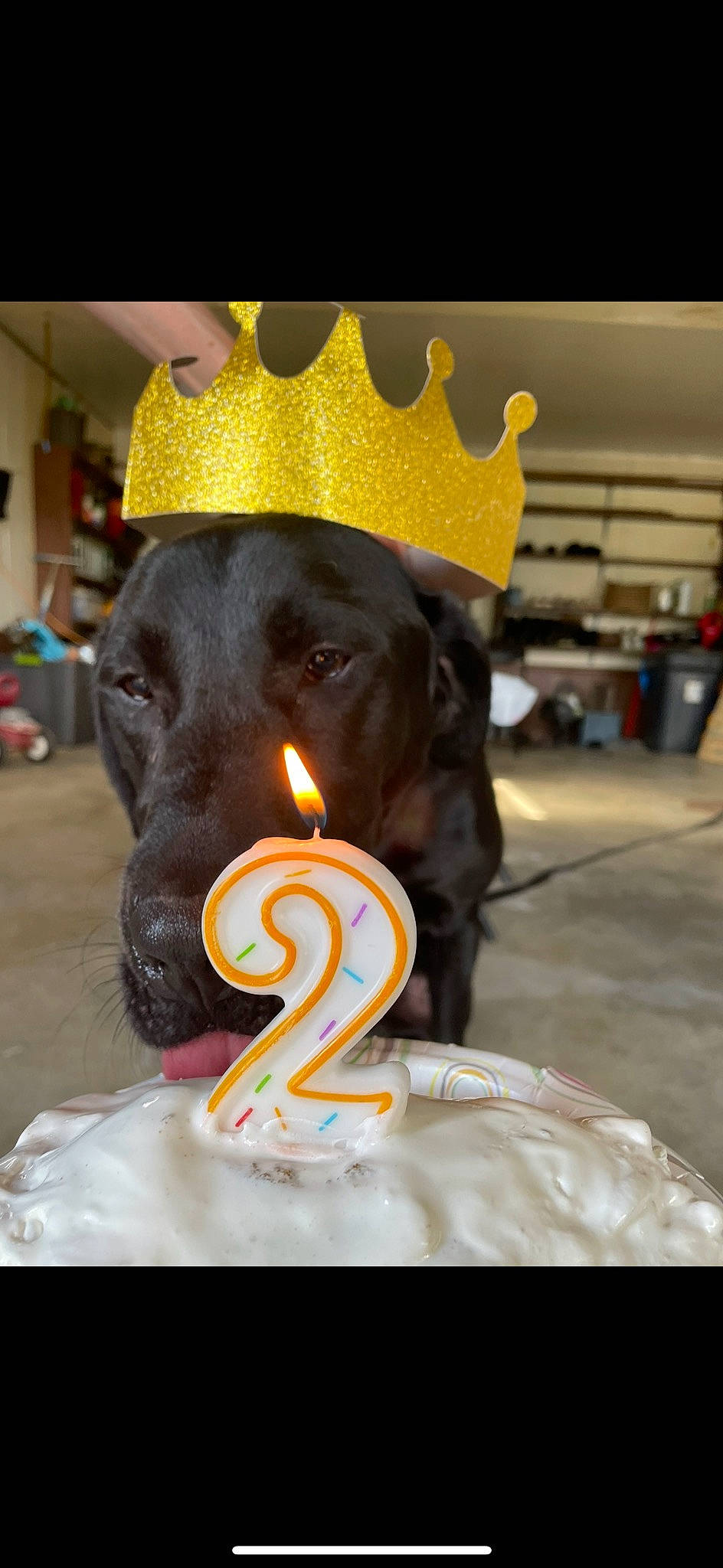 Jasper joined the competition — help win amazing prizes! art, birthday, birthday_cake, birthday_candle, cake, cake_decorating, candle, carnivore, dessert, dog, event, fun, hat, sculpture, shelf, sweetness, tradition, wax, working_animal, yellow