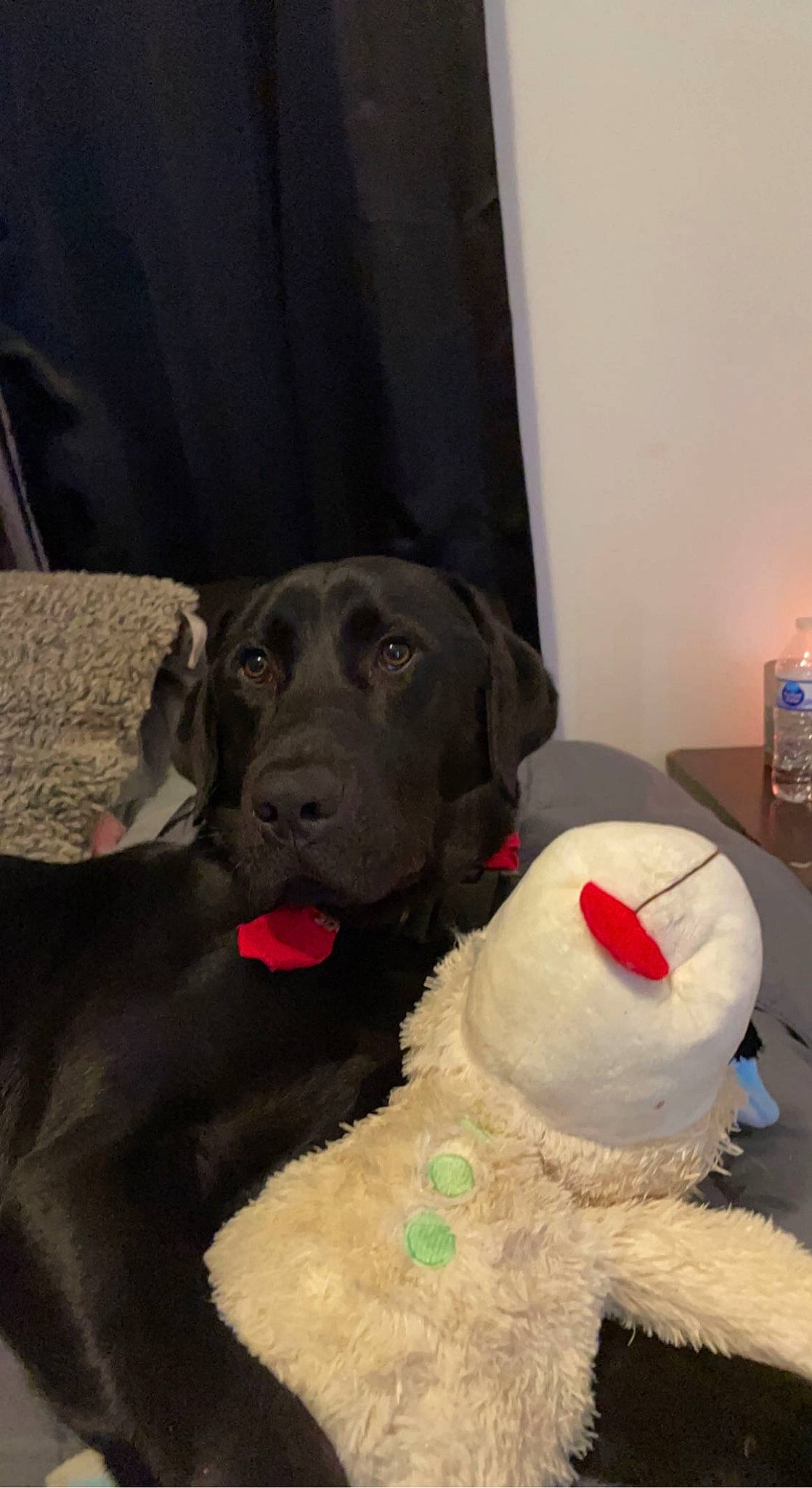 Jasper is registered to the contest to win money with this photo: borador, canidae, carnivore, collar, comfort, companion_dog, dog, dog_breed, dog_collar, fawn, fur, guard_dog, gun_dog, non_sporting_group, retriever, snout, sporting_group, stuffed_toy, water_bottle, working_animal