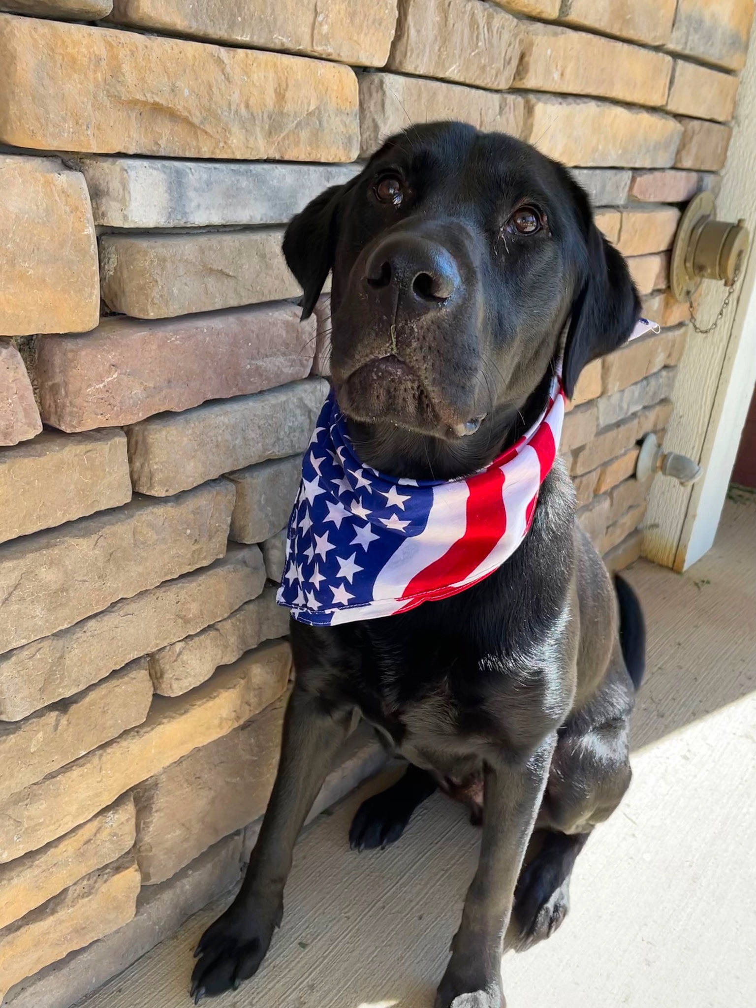 Jasper joined the competition — help win amazing prizes! borador, canidae, carnivore, collar, companion_dog, dog, dog_breed, dog_collar, dog_supply, electric_blue, fashion_accessory, fawn, fur, leash, liver, pet_supply, snout, sporting_group, tie, working_animal