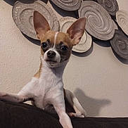 Bella joined the competition — help win amazing prizes! dog, chihuahua, small_dog, pet, couch, indoor, wall_art, spiral_pattern, ears, confident, posing, animal, cute, brown_and_white, furniture, home, decor, screenshot, social_media, text_overlay