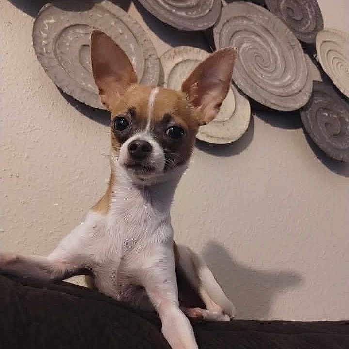 Bella