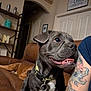 arm, black_dog, brown_couch, canine, collar, couch, decor, dog, happy_dog, home, indoor, leather_couch, living_room, pet, relaxed, shelf, sign, smiling_dog, tattoo, wall_art