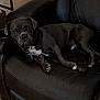 Ollie is registered to the contest to win money with this photo: animal, black_leather_chair, canine, collar, dog, domestic, ears, floor, furniture, home, indoor, living_room, looking, paw, pet, portrait, relaxed, resting, seated, tile_floor
