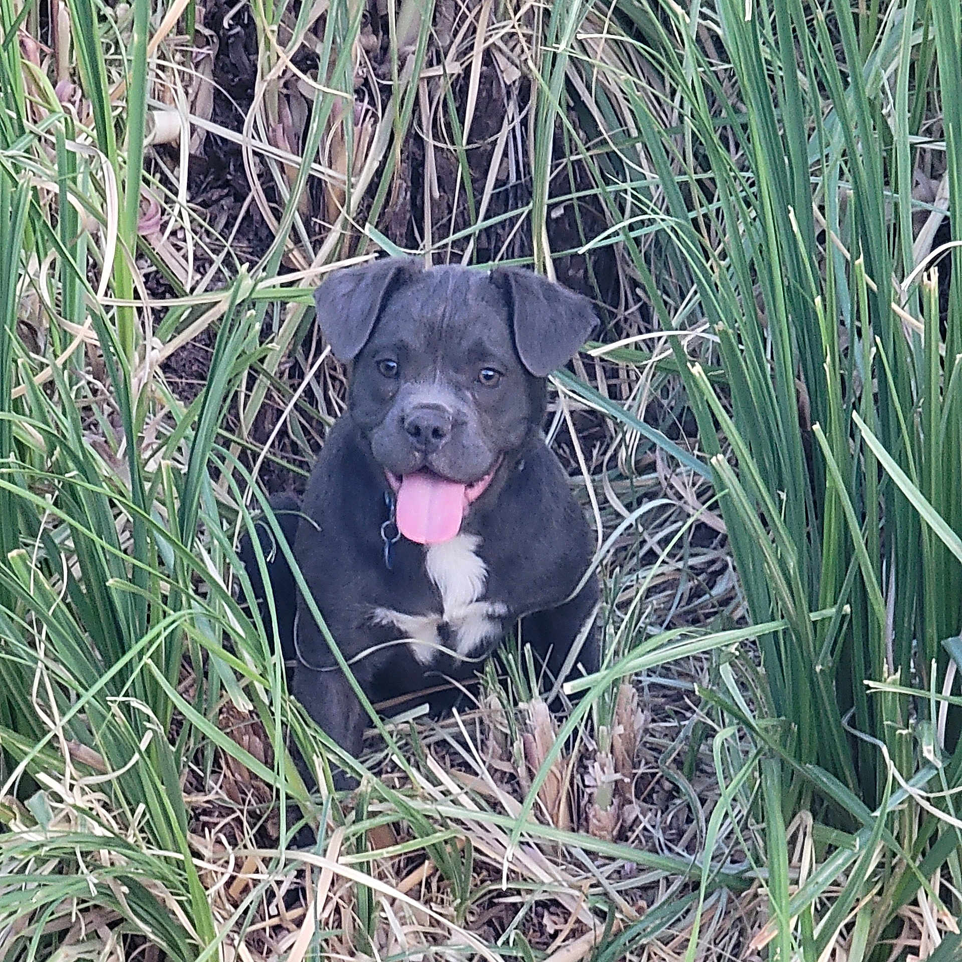 Ollie joined the competition — help win amazing prizes! animal, black_dog, canine, closeup, cute, dog, fur, grass, greenery, happy, joyful, nature, outdoor, pet, plants, puppy, sitting, tongue_out, white_markings, young_dog