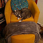 Billie joined the competition — help win amazing prizes! cat, tabby_cat, sleeping, yellow_armchair, blue_cushion, blanket, ottoman, bookshelf, books, vacuum_cleaner, indoor, cozy, furniture, carpet, wall, floor, pet, relaxing, home, domestic