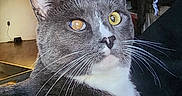 Floki is registered to the contest to win money with this photo: alert, animal, cat, close_up, curious, cute, domestic_cat, fur, furniture, grey_cat, household, indoor, kitchen, living_room, pet, portrait, sitting, whiskers, white_chest, yellow_eyes