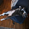 Floki joined the competition — help win amazing prizes! animal, blanket, cat, chair, cozy, domestic_animal, feline, fur, gray_cat, home, indoor, lying_down, office_chair, paws, pet, relaxed, stretched_out, whiskers, white_cat, wooden_floor