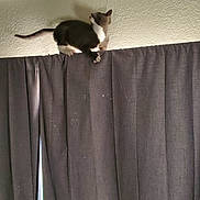 Floki joined the competition — help win amazing prizes! animal, bedroom, cat, climbing, curtain, curtain_rod, domestic_animal, feline, gray_curtains, home, indoor, light, mischief, perched, pet, quiet, shadow, texture, wall, wooden_headboard