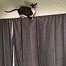 animal, bedroom, cat, climbing, curtain, curtain_rod, domestic_animal, feline, gray_curtains, home, indoor, light, mischief, perched, pet, quiet, shadow, texture, wall, wooden_headboard
