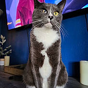 Floki is registered to the contest to win money with this photo: cat, heterochromia, gray_cat, white_cat, indoor, pet, feline, curious, sitting, wooden_surface, television, blurred_background, candle, decor, domestic_animal, close_up, portrait, whiskers, ears, eyes