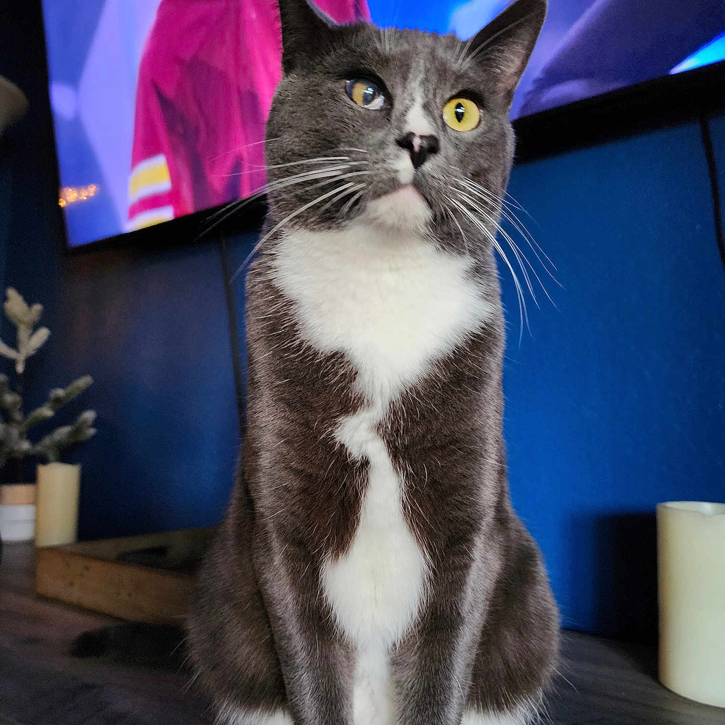Floki is registered to the contest to win money with this photo: cat, heterochromia, gray_cat, white_cat, indoor, pet, feline, curious, sitting, wooden_surface, television, blurred_background, candle, decor, domestic_animal, close_up, portrait, whiskers, ears, eyes