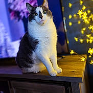Ragnar joined the competition — help win amazing prizes! cat, animal, pet, indoor, table, wooden_table, fairy_lights, yellow_lights, purple_background, black_and_white_cat, sitting, portrait, feline, cute, domestic_cat, fur, whiskers, ears, eyes, cozy