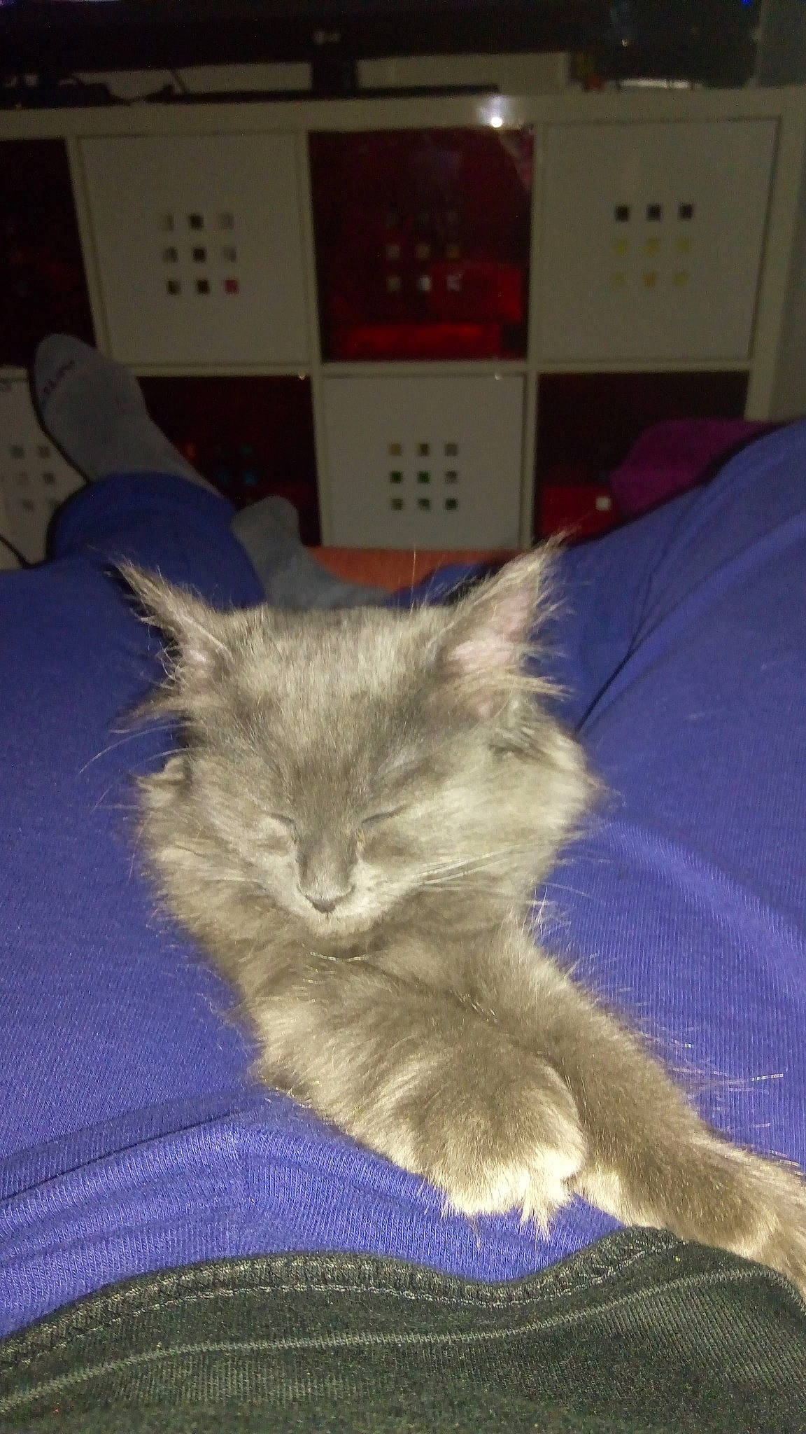 Cacahuète a rejoint le concours — aidez-le/la à gagner de superbes lots ! balinese, carnivoran, cat, cat_like_mammal, chartreux, domestic_short_haired_cat, european_shorthair, kitten, mammal, nebelung, ragdoll, small_to_medium_sized_cats, tail, vertebrate, whiskers