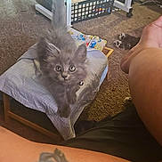 Layla is registered to the contest to win money with this photo: kitten, gray_cat, pet, indoor, carpet, tattoo, leg, furniture, basket, cushion, curious, small_bed, tail_up, animal, domestic_cat, floor, person, tattooed_skin, cozy, home