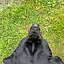dog, black_dog, grass, outdoor, pet, canine, fur, ears, collar, leash, walking, feet, shoes, socks, greenery, nature, animal, top_view, daylight, closeup