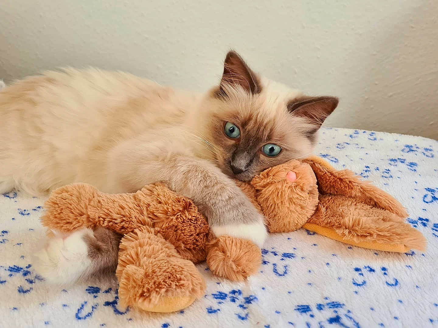 Replay participe au concours pour gagner de l'argent avec cette photo : balinese, carnivore, cat, cat_bed, cat_supply, claw, comfort, domestic_short_haired_cat, fawn, felidae, fur, paw, pet_supply, siamese, small_to_medium_sized_cats, snout, tail, thai, toy, whiskers