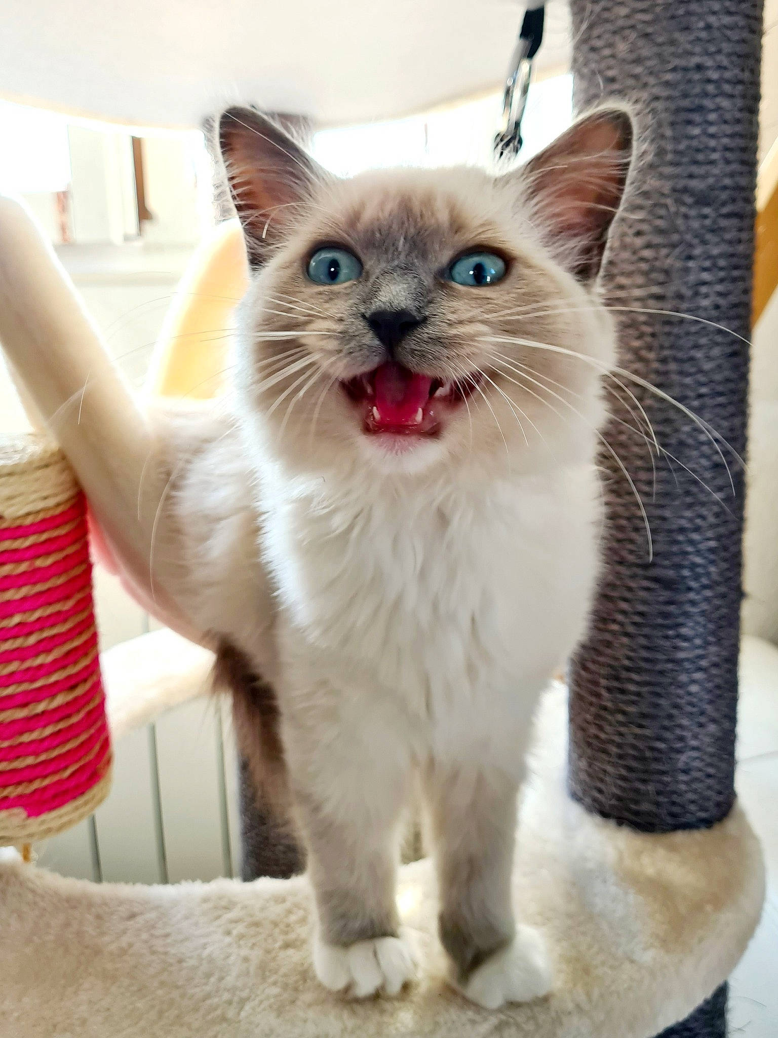 Replay participe au concours pour gagner de l'argent avec cette photo : carnivore, cat, cat_supply, claw, collar, domestic_short_haired_cat, fawn, felidae, fur, pattern, paw, pet_supply, photo_caption, small_to_medium_sized_cats, snout, tail, whiskers, window