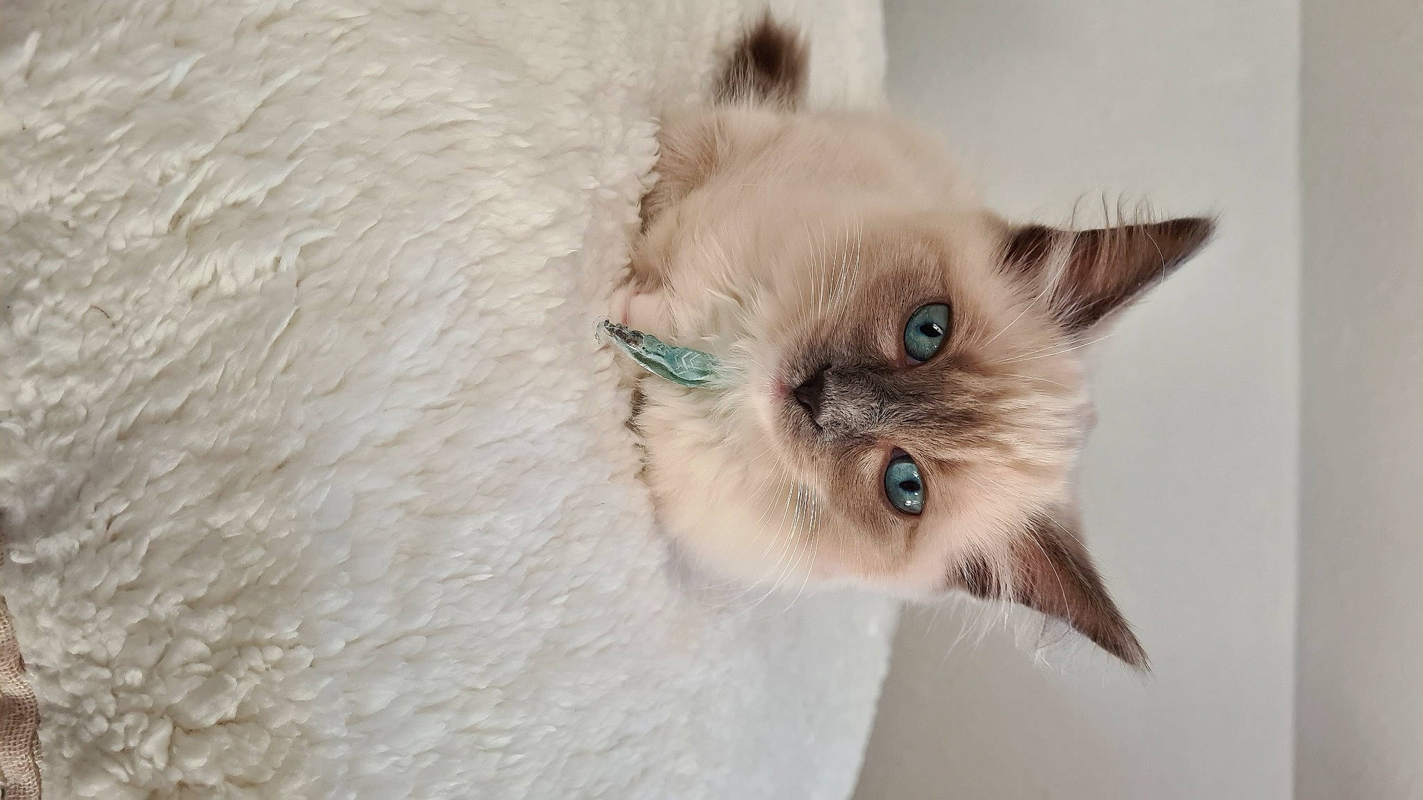 Replay a rejoint le concours — aidez-le/la à gagner de superbes lots ! balinese, birman, carnivore, cat, eye, fawn, felidae, fur, head, iris, paw, plant, siamese, small_to_medium_sized_cats, snout, tail, thai, tonkinese, whiskers