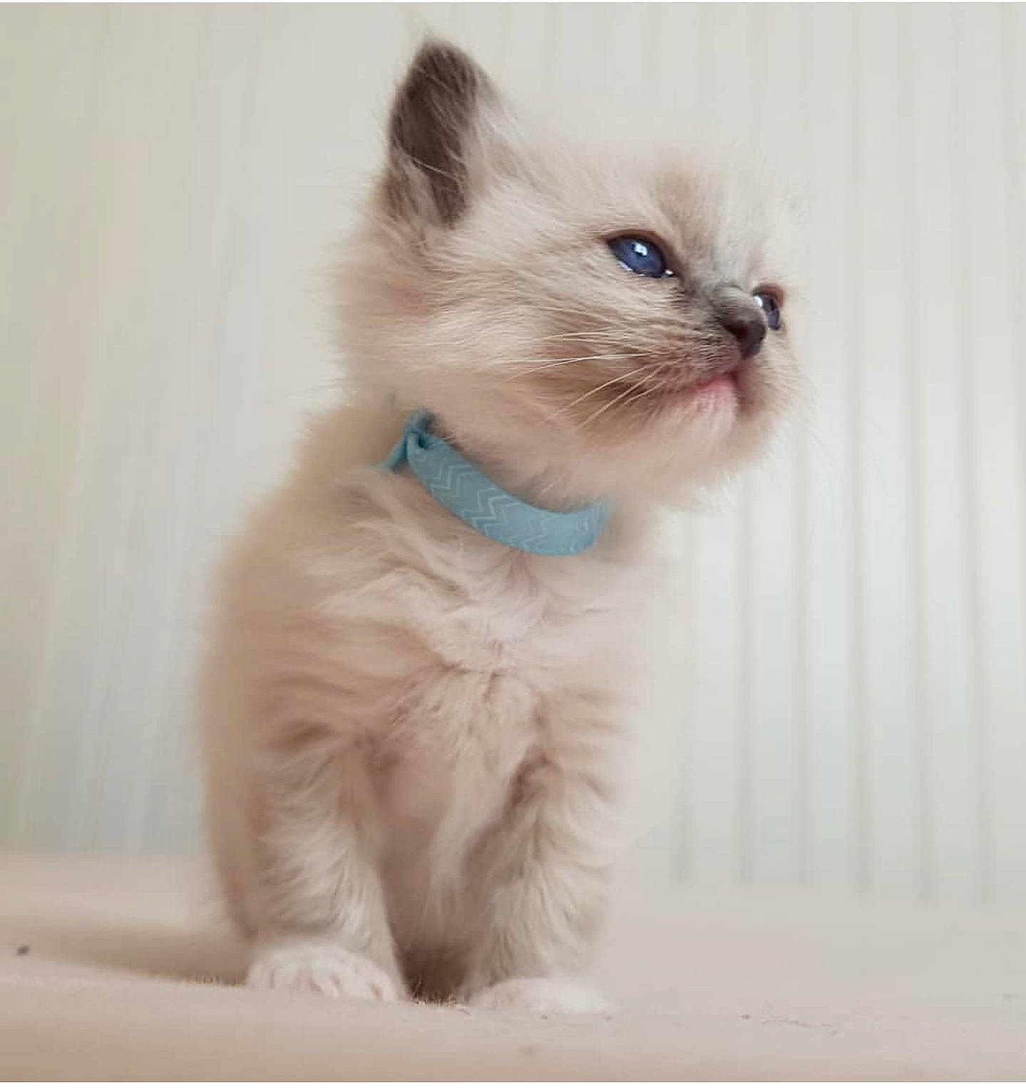 Replay participe au concours pour gagner de l'argent avec cette photo : balinese, birman, carnivore, cat, claw, electric_blue, fawn, felidae, fur, iris, paw, siamese, small_to_medium_sized_cats, snout, tail, terrestrial_animal, thai, tonkinese, whiskers