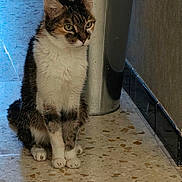 Capucine a rejoint le concours — aidez-le/la à gagner de superbes lots ! cat, tabby_cat, white_fur, sitting, floor, trash_can, metal, plastic_bag, indoor, pet, animal, curious, ears, whiskers, paws, quiet, wall, reflection, tile_floor, domestic_cat