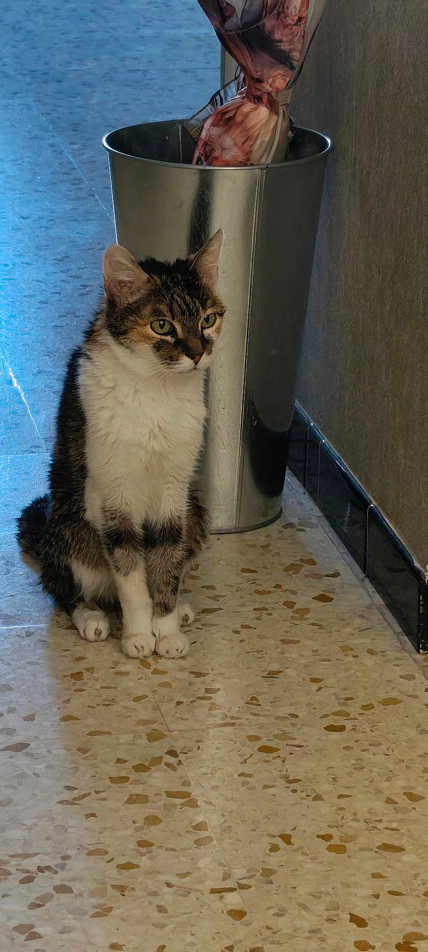 Capucine a rejoint le concours — aidez-le/la à gagner de superbes lots ! cat, tabby_cat, white_fur, sitting, floor, trash_can, metal, plastic_bag, indoor, pet, animal, curious, ears, whiskers, paws, quiet, wall, reflection, tile_floor, domestic_cat